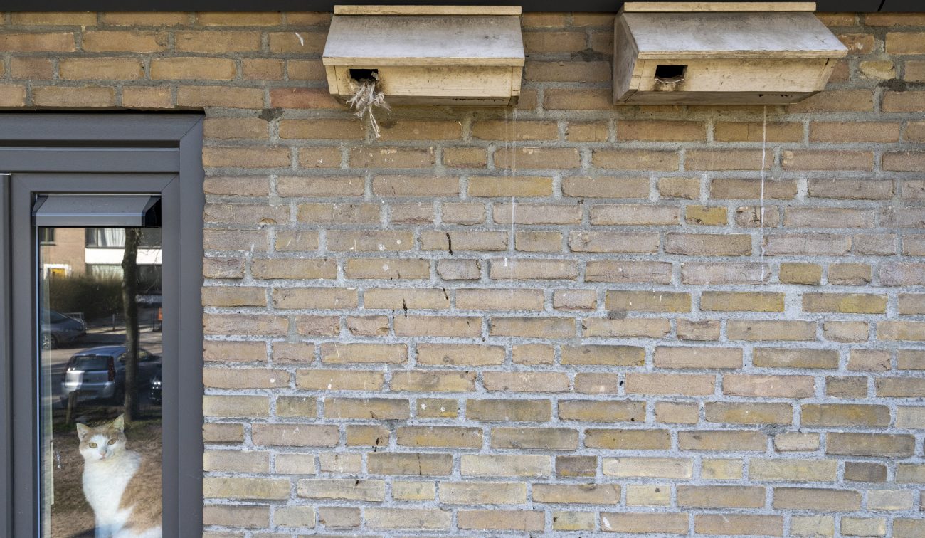 Nestkasten bevestigd aan gevel van woning in Tilburg met kat achter het raam, geplaatst ter bevordering van biodiversiteit tijdens groot onderhoud.